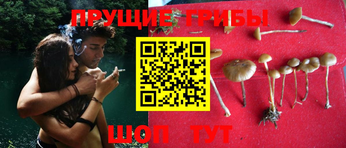 Псилоцибиновые грибы Psilocybine cubensis Красноармейск